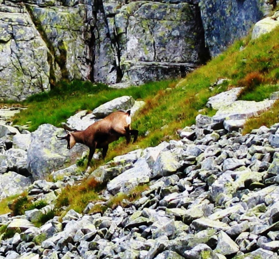 Penzion Alfa Tatry Stara Lesna Bagian luar foto